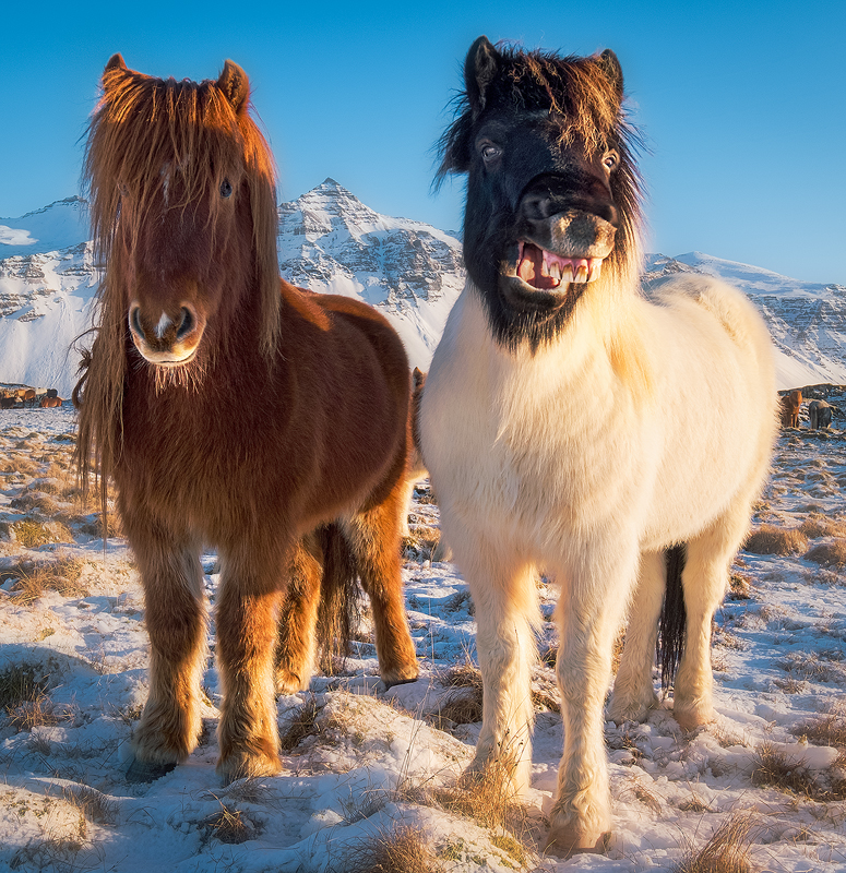 Islandští koně. Jakmile se k nim přiblížíte, propadnete navždy jejich kouzlu a leckdy vás obdaří i krásným úsměvem :-)