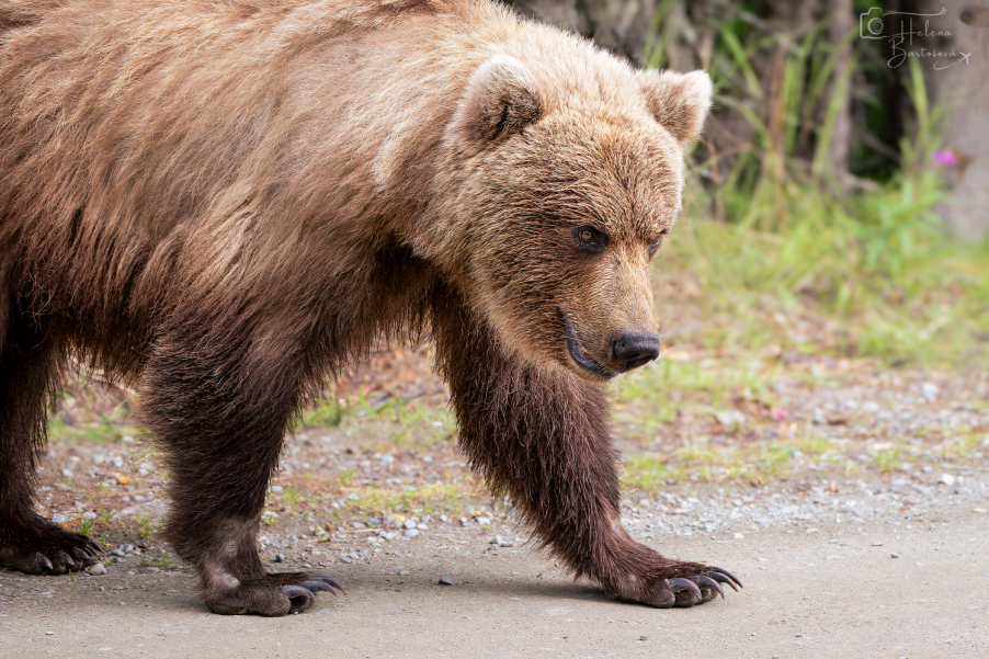 ALJAŠKA, Katmai