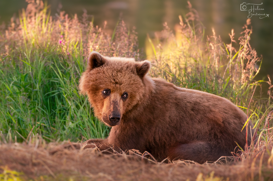 ALJAŠKA, Katmai