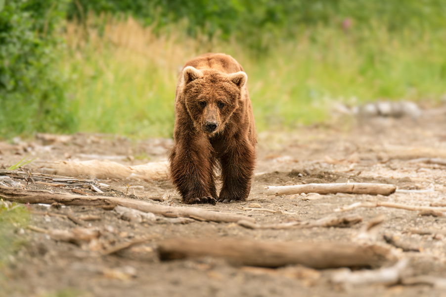 ALJAŠKA, Katmai